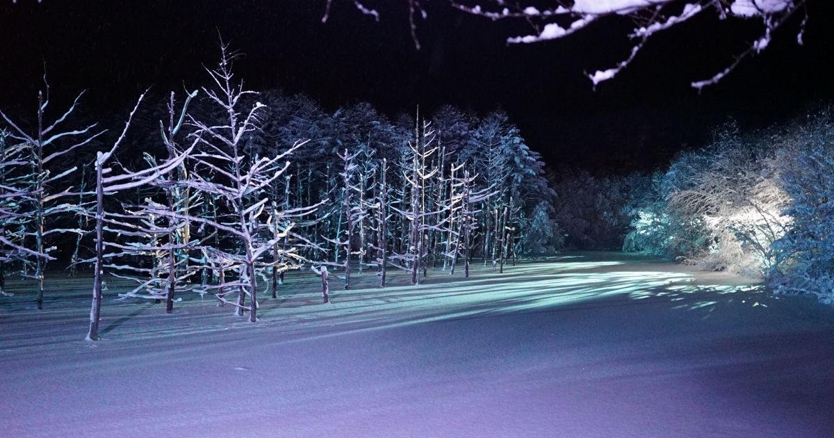 美瑛青池雪景